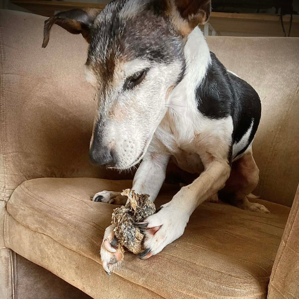 Friandises Chiens & Chats